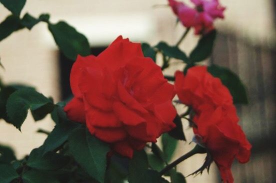 CLOSE-UP OF RED FLOWERS AND PLANT