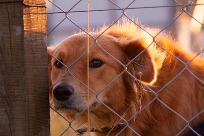 Close-up portrait of a dog