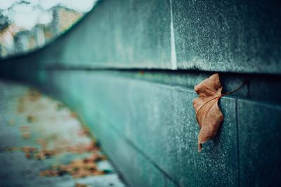 Close-up of dry leaf on metal wall