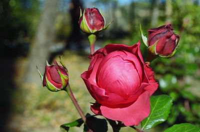 Close-up of red rose plant