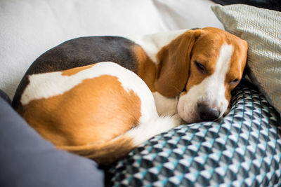 Close-up of dog sleeping on bed at home