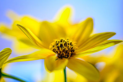 Macro shot of yellow flower