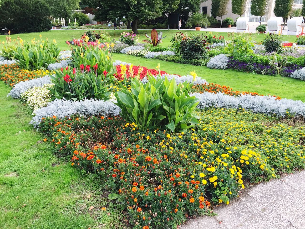 flower, freshness, growth, plant, beauty in nature, nature, fragility, grass, flowerbed, field, green color, high angle view, abundance, blooming, park - man made space, in bloom, day, variation, tranquility, petal