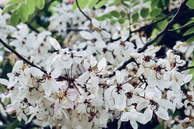 Close-up of white cherry blossoms in spring