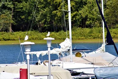 Sailboats moored on sea by trees