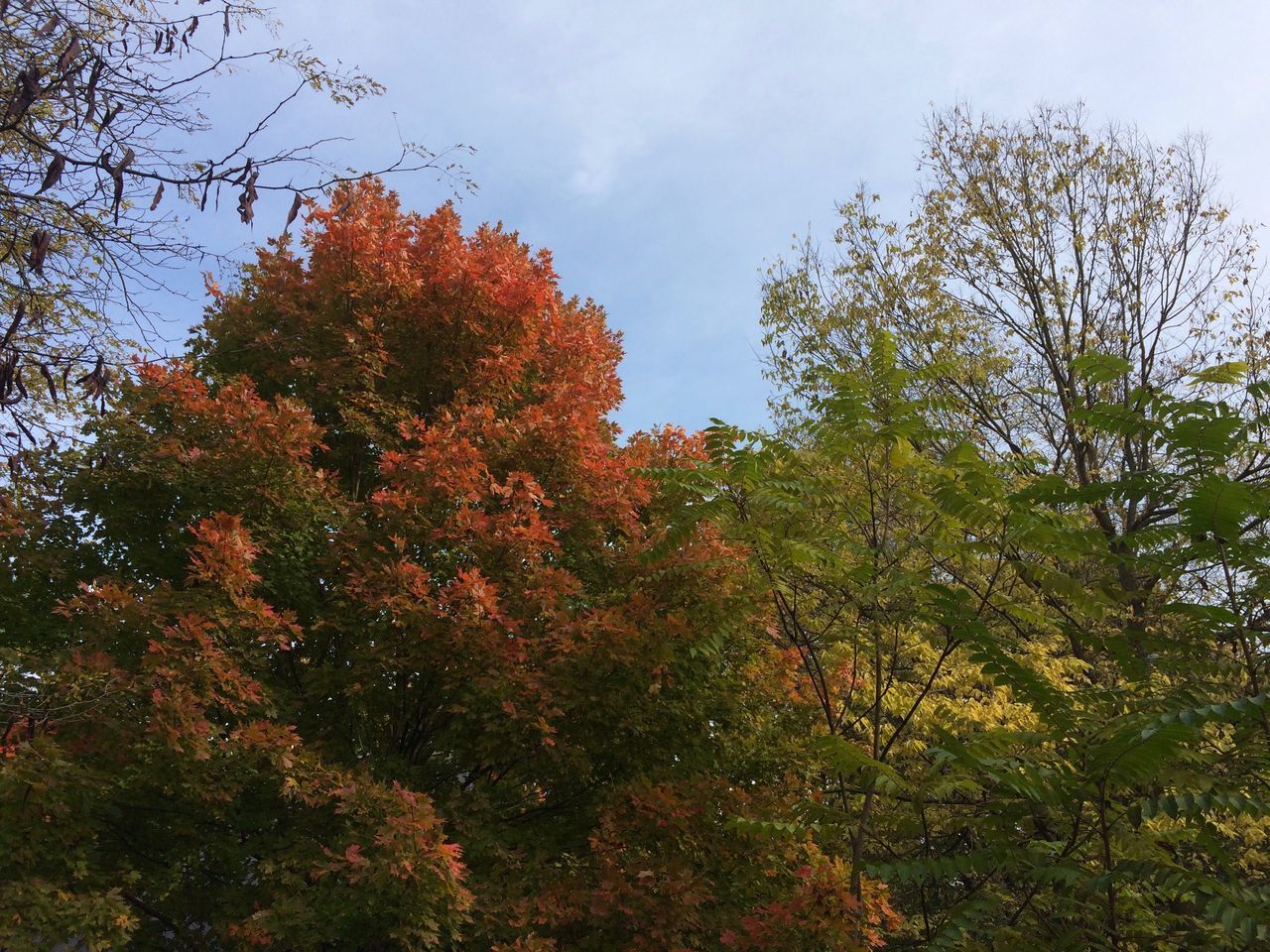 LOW ANGLE VIEW OF TREES GROWING IN FOREST AGAINST SKY