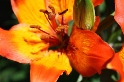 Close-up of orange day lily