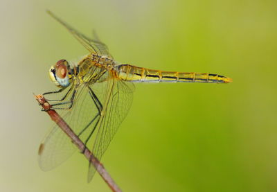 Close-up of damselfly perching on leaf