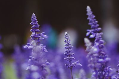 Close-up of lavender blooming outdoors