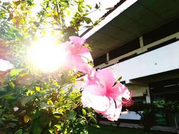 Pink flowering plant in sunlight