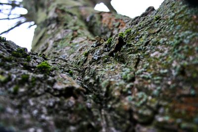 Close-up of moss on rock