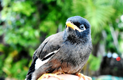 Brown-black-white myna bird and gentle hand on a blurred background