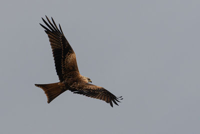 Low angle view of red kite flying against clear sky