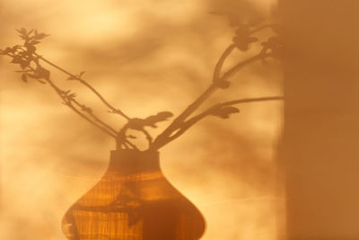 Close-up of plant in glass vase