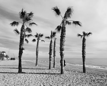 Palm trees on beach against sky