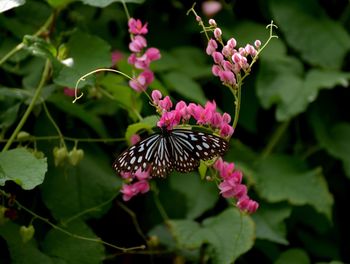 Close-up of butterfly pollinating on pink flower