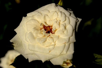 Close-up of white flowers blooming outdoors