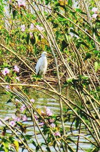 White bird perching on branch