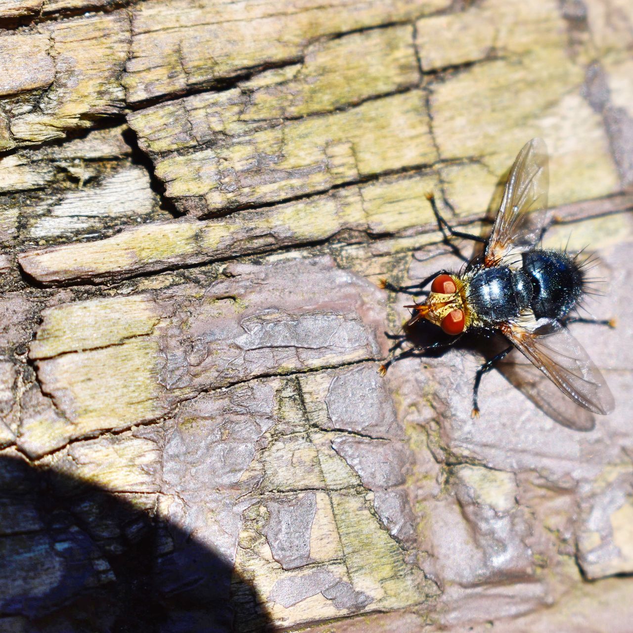 invertebrate, insect, animals in the wild, animal wildlife, animal, animal themes, one animal, day, close-up, no people, nature, outdoors, wall - building feature, textured, selective focus, sunlight, high angle view, focus on foreground, tree, zoology