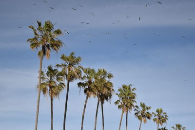 Low angle view of palm trees against sky