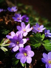 Close-up of purple flowers blooming outdoors