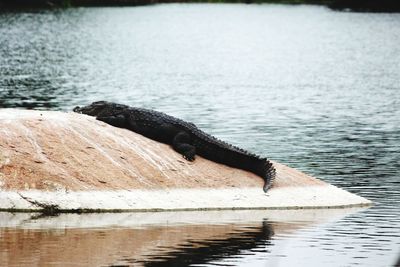 Lizard on a lake