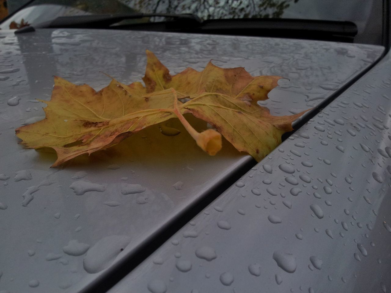 CLOSE-UP OF DRY MAPLE LEAVES ON WATER