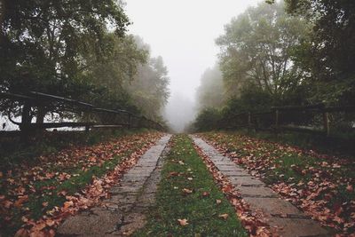 Road amidst trees during autumn