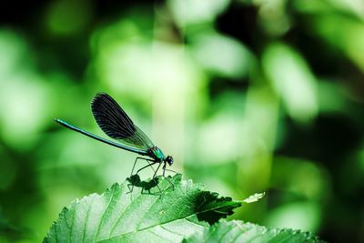 Close-up of insect on leaf