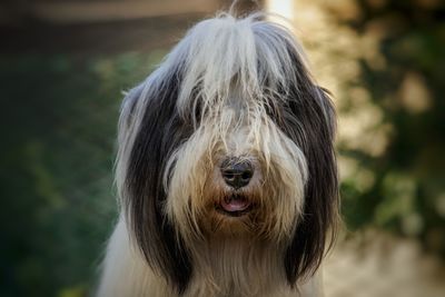 Close-up of dog