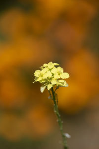 Close-up of flowering plant