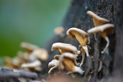 Close-up of mushrooms growing on tree trunk