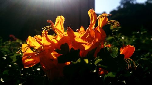 Close-up of yellow flowering plant