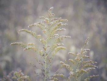 Close-up of flowering plant