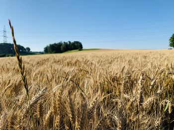 Scenic view of wheat field against clear sky