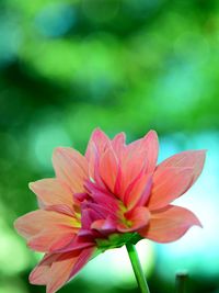 Close-up of pink flower