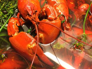 Close-up of red crab