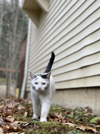 Portrait of a cat