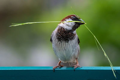 Close-up of bird perching on railing