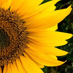 Macro shot of yellow sunflower