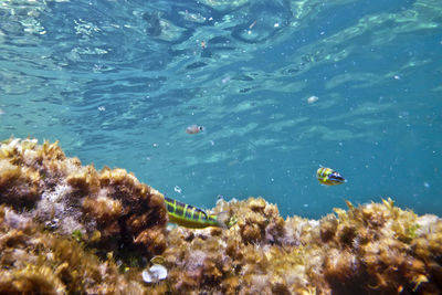 High angle view of fish swimming in sea
