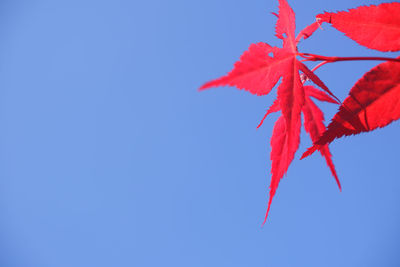 Low angle view of red maple leaves against blue sky
