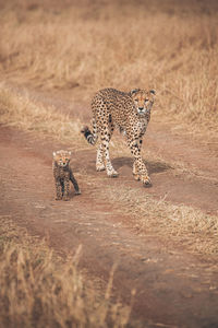 View of cat running