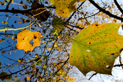 Low angle view of yellow leaves against sky