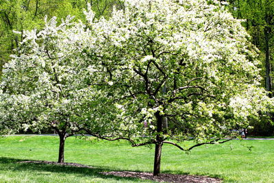 Trees in park