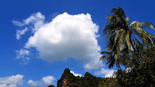 Low angle view of trees against sky