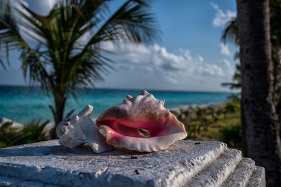 Close-up of crab on retaining wall by sea against sky