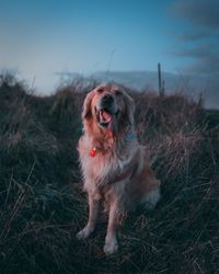 Dog looking away on field