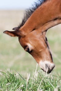 Close-up of a horse on field