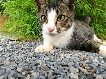 Portrait of cat on grass